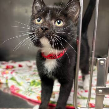 Rescue Domestic Short Hair Cats for Adoption in San Jacinto, California - Esmeralda | PetCurious