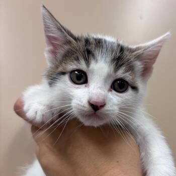 Domestic Short Hair Cats Available for Adoption in Goleta, California - Sir Racha | PetCurious
