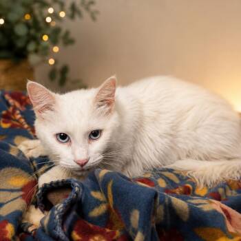 Winter -  Domestic Medium Hair Cat for Adoption in Sarasota, Florida - Winter | PetCurious