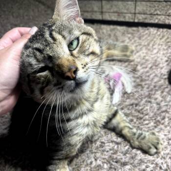Domestic Short Hair Cats Available for Adoption in Long Beach, California - Tyson | PetCurious
