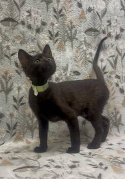 Black Widow -  Domestic Short Hair Cat for Adoption in Payson, Arizona - Black Widow | PetCurious