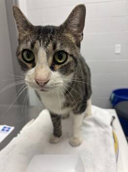 RAMBO -  Domestic Short Hair Cat for Adoption in Indianapolis, Indiana - RAMBO | PetCurious
