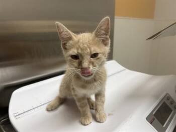 SULLIVANE -  Domestic Short Hair Cat for Adoption in Rowlett, Texas - SULLIVANE | PetCurious