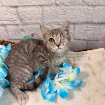Persephone -  Domestic Short Hair Cat for Adoption in Harrisonburg, Virginia - Persephone | PetCurious