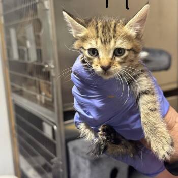 LADY -  Domestic Short Hair Cat for Adoption in Lucedale, Mississippi - LADY | PetCurious