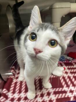Jonesy -  Domestic Short Hair Cat for Adoption in Chico, California - Jonesy | PetCurious