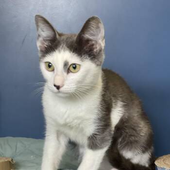 Ollian -  Domestic Short Hair Cat for Adoption in Tulsa, Oklahoma - Ollian | PetCurious