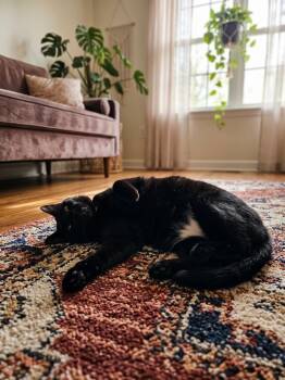Daviola -  Domestic Short Hair Cat for Adoption in Ruskin, Florida - Daviola | PetCurious