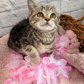 Vander -  Domestic Short Hair Cat for Adoption in Harrisonburg, Virginia - Vander | PetCurious