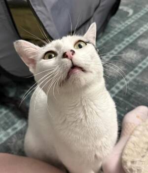 Cosmo -  Domestic Short Hair Cat for Adoption in Stratham, New Hampshire - Cosmo | PetCurious