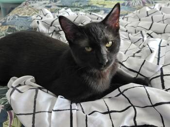 Rescue Domestic Short Hair Cats for Adoption in Lemont, Illinois - Mich | PetCurious