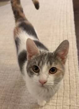 Dilute Calico and Domestic Short Hair Cats Available for Adoption - Fufu | PetCurious