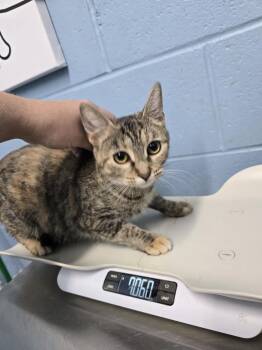 Witch -  Domestic Short Hair Cat for Adoption in Evansville, Indiana - Witch | PetCurious