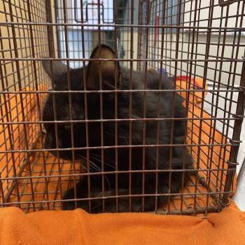 Rescue Domestic Long Hair Cats for Adoption in Modesto, California - A603813 | PetCurious