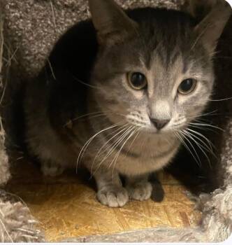 Tabby Cats Available for Adoption - Gary (working Cat) | PetCurious