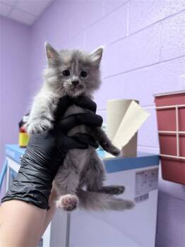 61136523 -  Domestic Medium Hair Cat for Adoption in El Paso, Texas - 61136523 | PetCurious