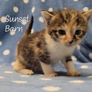 Sunset Barn -  Domestic Short Hair Cat for Adoption in Parkersburg, West Virginia - Sunset Barn | PetCurious