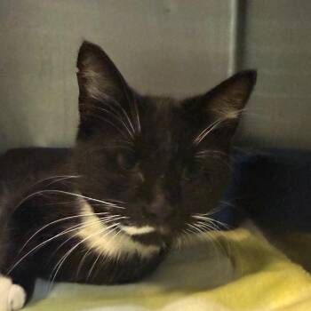 Rosemary -  Domestic Short Hair Cat for Adoption in Jacksonville, Arkansas - Rosemary | PetCurious