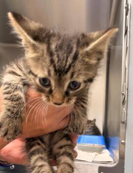Angelo -  Domestic Short Hair Cat for Adoption in Lake City, Arkansas - Angelo | PetCurious