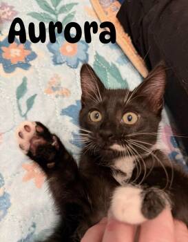 Aurora -  Domestic Short Hair Cat for Adoption in Nocatee, Florida - Aurora | PetCurious
