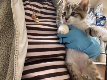 Domestic Short Hair Cats Available for Adoption in Riverside, California - A1919708 | PetCurious