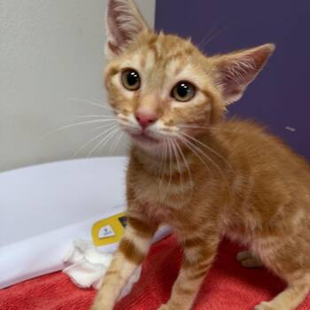 Domestic Short Hair Cats Available for Adoption in Englewood, Florida - Nacho | PetCurious