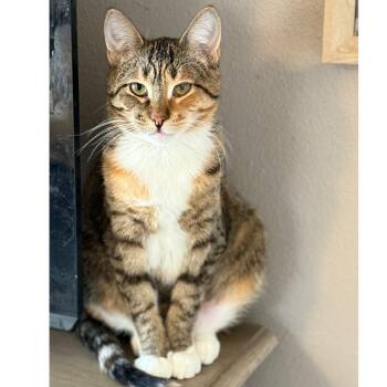 Sour Patch -  Domestic Short Hair Cat for Adoption in Stoughton, Wisconsin - Sour Patch | PetCurious