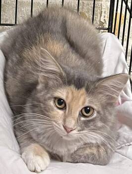 Hazel -  Domestic Long Hair Cat for Adoption in Saint Clairsville, Ohio - Hazel | PetCurious