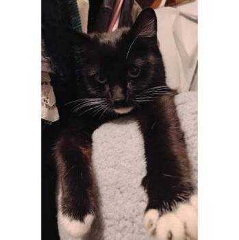 Traveler -  Domestic Short Hair Cat Available for Adoption in Hudson, Massachusetts - Traveler | PetCurious