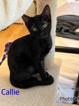 Callie -  Domestic Short Hair Cat for Adoption in Canton, Massachusetts - Callie | PetCurious