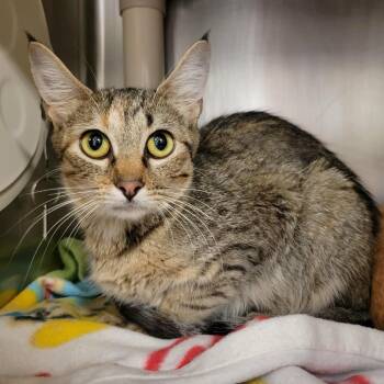 True Strike -  Domestic Short Hair Cat for Adoption in Columbia, Missouri - True Strike | PetCurious