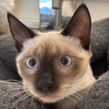 Ragatha -  Domestic Short Hair Cat for Adoption in Cumming, Georgia - Ragatha | PetCurious