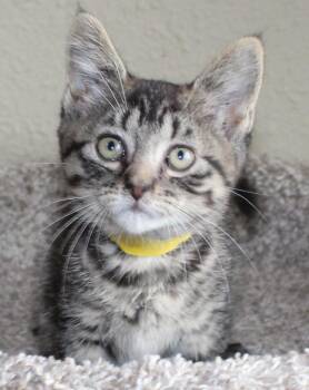 Rescue Domestic Short Hair Cats for Adoption in Huron, South Dakota - Brie | PetCurious