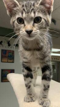 Nora26 -  Domestic Short Hair Cat for Adoption in Milwaukee, Wisconsin - Nora26 | PetCurious