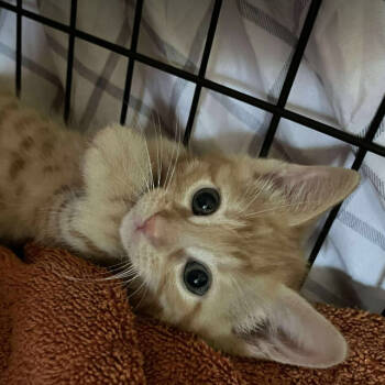 Rescue Domestic Short Hair Cats for Adoption in Nashville, Tennessee - Ginger | PetCurious