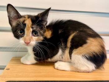 Domestic Short Hair Cats Available for Adoption in Cape Coral, Florida - Meowgan | PetCurious