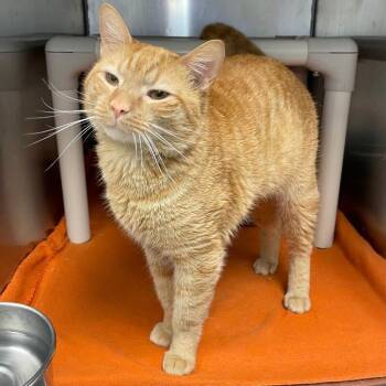 Hopper -  Domestic Short Hair Cat for Adoption in Roanoke, Virginia - Hopper | PetCurious