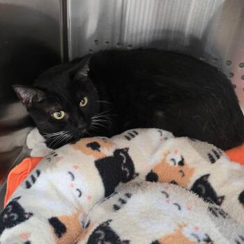 Domestic Short Hair Cats Available for Adoption - Lawrence | PetCurious