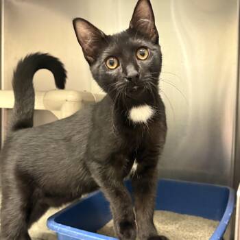 Amber -  Domestic Short Hair Cat for Adoption in Wantagh, New York - Amber | PetCurious