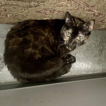 Kaleeko -  Domestic Short Hair Cat Available for Adoption in Fairmont, West Virginia - Kaleeko | PetCurious
