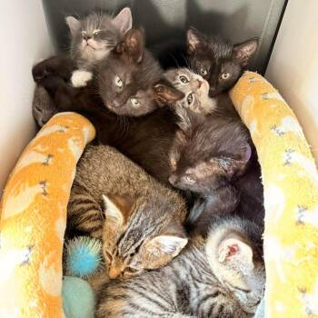 Domestic Long Hair Cats Available for Adoption in Woodstock, Virginia - Paprika | PetCurious