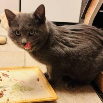 Pleakley -  Domestic Short Hair Cat for Adoption in Lynchburg, Virginia - Pleakley | PetCurious