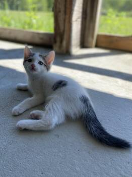 Beta -  Domestic Short Hair Cat for Adoption in Dansville, New York - Beta | PetCurious