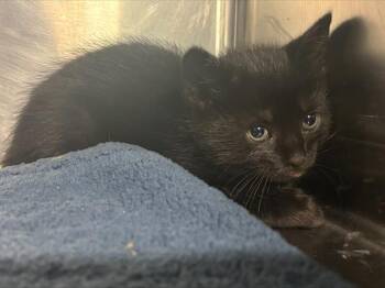 Domestic Short Hair Cats Available for Adoption in Grand Prairie, Texas - LORENZO | PetCurious