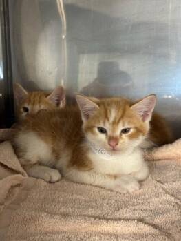 A227037 -  Domestic Short Hair Cat for Adoption in Woodland, California - A227037 | PetCurious