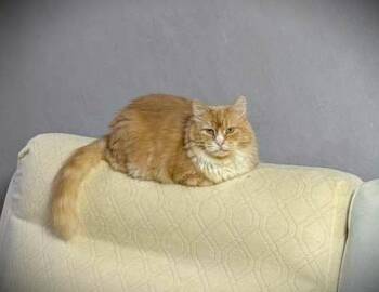 Rescue American Shorthair Cats for Adoption - Peach | PetCurious