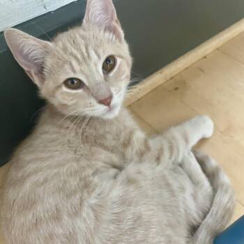 Muenster -  Domestic Short Hair Cat for Adoption in Richmond, Virginia - Muenster | PetCurious
