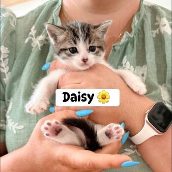 Daisy Purse -  Domestic Short Hair Cat for Adoption in Eagle Mountain, Utah - Daisy Purse | PetCurious