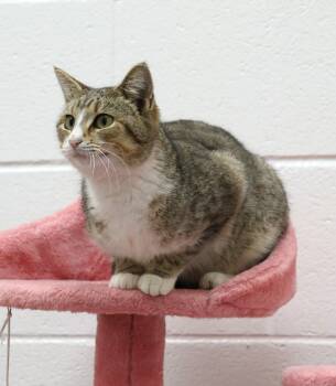Domestic Short Hair Cats Available for Adoption - A120327 | PetCurious