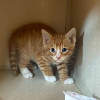 Cannonball -  Domestic Short Hair Cat for Adoption in Louisville, Kentucky - Cannonball | PetCurious